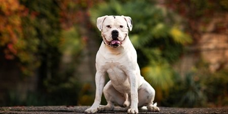 AdobeStock_314815370_American-Bully